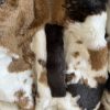 Chaqueta StreetCow